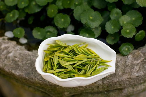 听茶问答 一叶知春秋，一问解茶惑