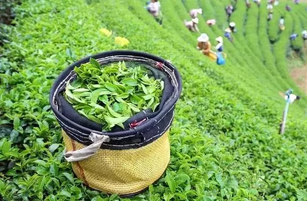 破茧成蝶 向绿而行——峨眉山茶转型升级打造全国茶产业样板区