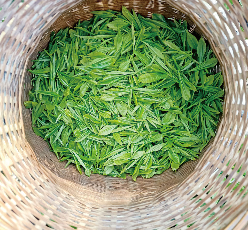 黄山之巅茶香新——探秘徽州新品牌茶叶的成长之路
