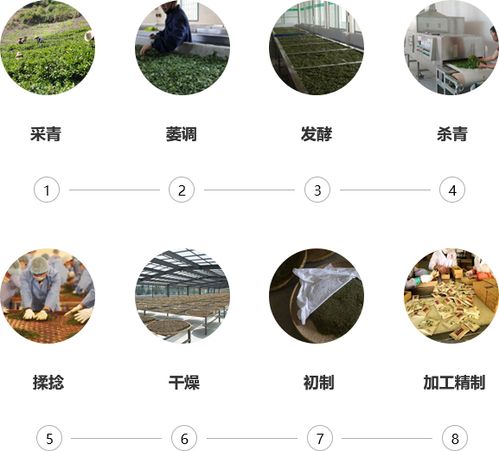 茶叶加工厂房服务流程规范化指南