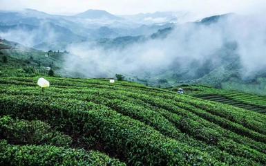 811庄园茶 茶香光影之间，一片值得被看的茶叶包装设计