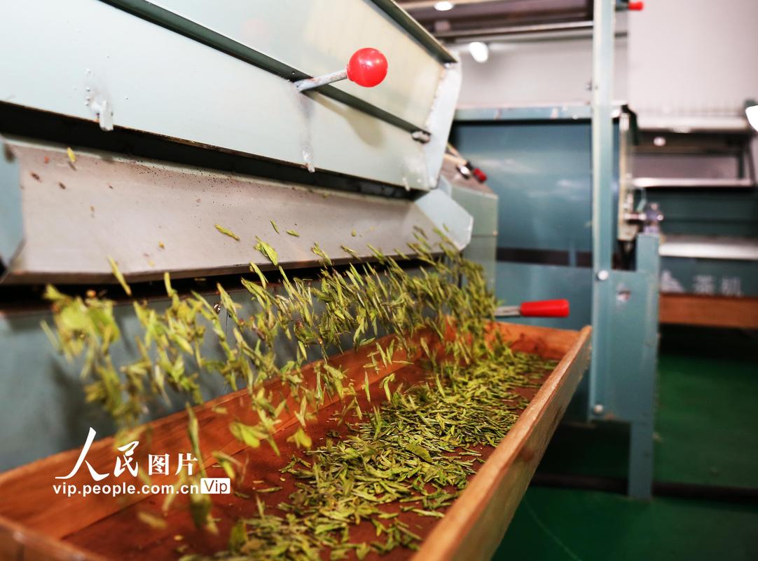 茶香里的致富经——浙江淳安潮鸠农产品生产车间复工记