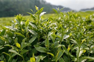 茶事｜“祁门香”是什么感觉的香？